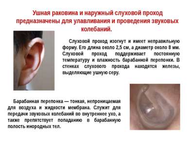 Ушная раковина и наружный слуховой проход предназначены для улавливания и про...