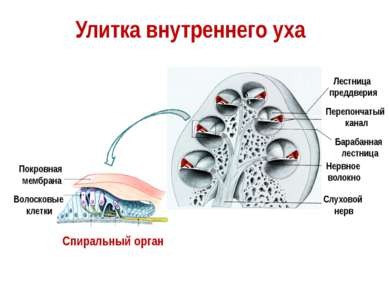 Слуховой нерв Нервное волокно Покровная мембрана Волосковые клетки Спиральный...