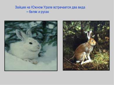 Зайцев на Южном Урале встречается два вида – беляк и русак