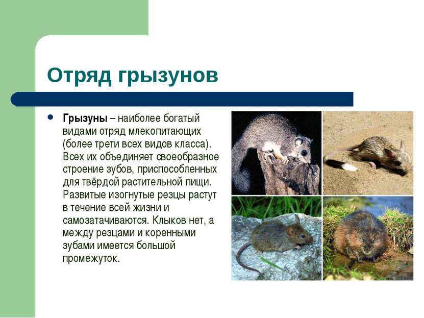 Отряд грызунов Грызуны – наиболее богатый видами отряд млекопитающих (более т...