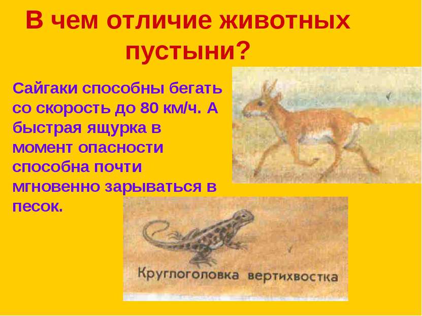 В чем отличие животных пустыни? Сайгаки способны бегать со скорость до 80 км/...