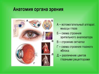 Анатомия органа зрения А – вспомогательный аппарат, мышцы глаза Б – схема стр...