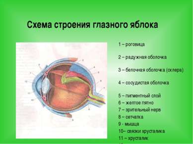 Схема строения глазного яблока 1 – роговица 2 – радужная оболочка 3 – белочна...