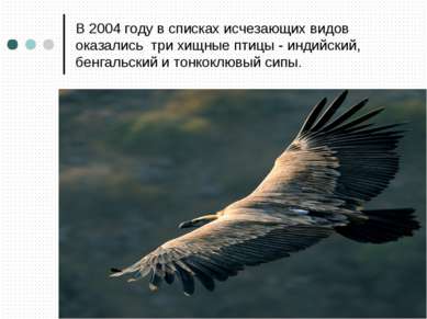 В 2004 году в списках исчезающих видов оказались три хищные птицы - индийский...