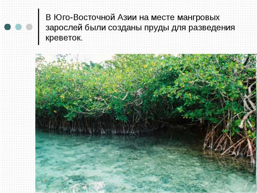 В Юго-Восточной Азии на месте мангровых зарослей были созданы пруды для разве...