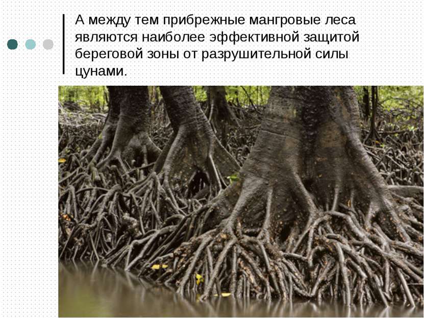 А между тем прибрежные мангровые леса являются наиболее эффективной защитой б...
