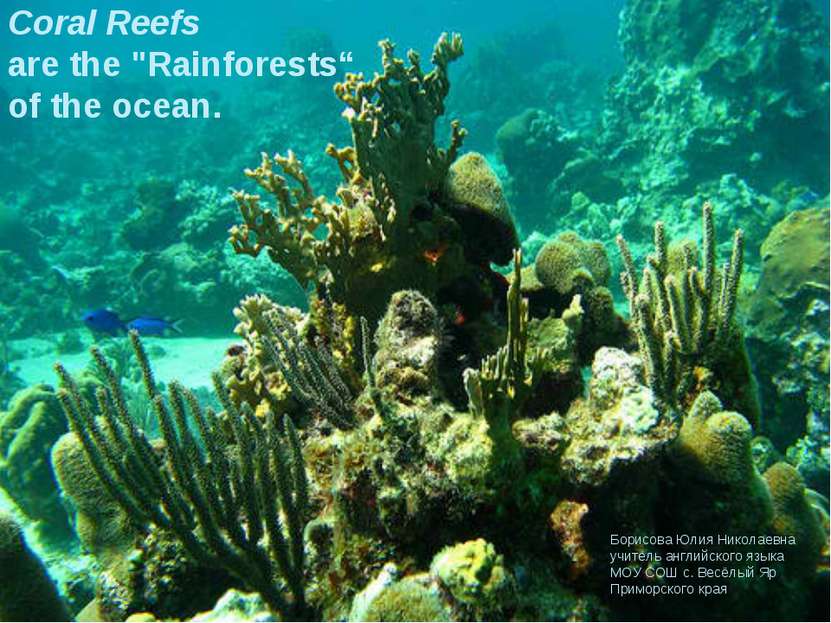 Coral Reefs are the "Rainforests“ of the ocean. Борисова Юлия Николаевна учит...