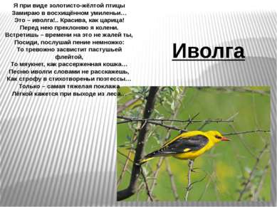 Я при виде золотисто-жёлтой птицы Замираю в восхищённом умиленьи… Это – иволг...