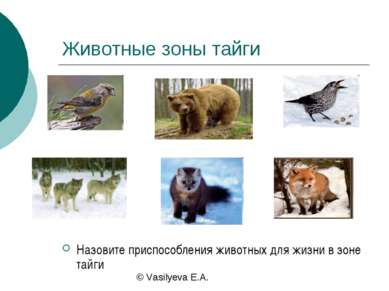 Животные зоны тайги Назовите приспособления животных для жизни в зоне тайги ©...