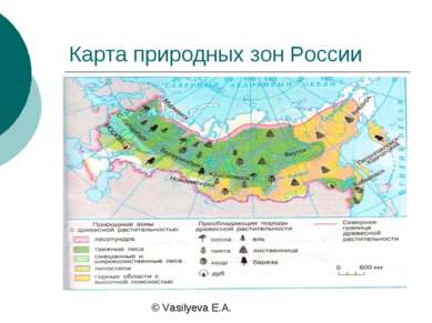 Карта природных зон России © Vasilyeva E.A.
