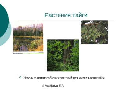 Растения тайги Назовите приспособления растений для жизни в зоне тайги © Vasi...