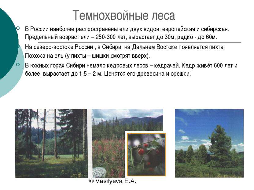 Темнохвойные леса В России наиболее распространены ели двух видов: европейска...