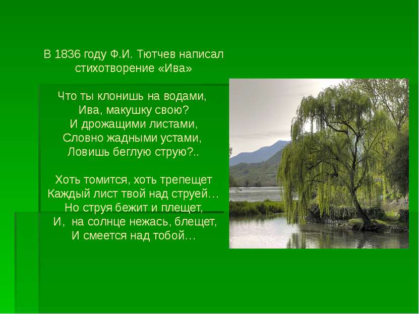 В 1836 году Ф.И. Тютчев написал стихотворение «Ива» Что ты клонишь на водами,...