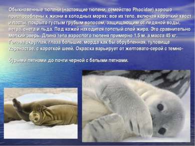 Обыкновенные тюлени (настоящие тюлени, семейство Phocidae) хорошо приспособле...