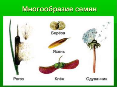 Многообразие семян