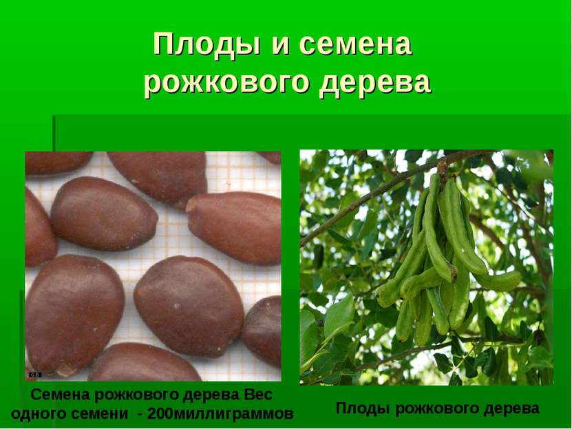 Плоды и семена рожкового дерева Семена рожкового дерева Вес одного семени - 2...