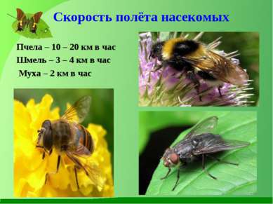 Скорость полёта насекомых Пчела – 10 – 20 км в час Шмель – 3 – 4 км в час Мух...