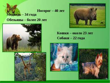 Носорог – 40 лет Медведь – 34 года Обезьяны – более 20 лет Кошки – около 23 л...