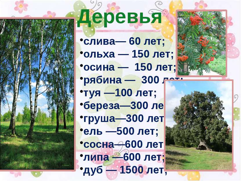 Сколько росло. Продолжительность жизни деревьев береза дуб осина липа. Продолжительность жизни деревьев дуб береза клен липа. Осина Продолжительность жизни дерева 1 класс. Сколько лет живет дуб.