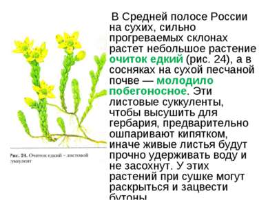 В Средней полосе России на сухих, сильно прогреваемых склонах растет небольшо...