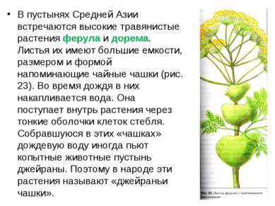 В пустынях Средней Азии встречаются высокие травянистые растения ферула и дор...