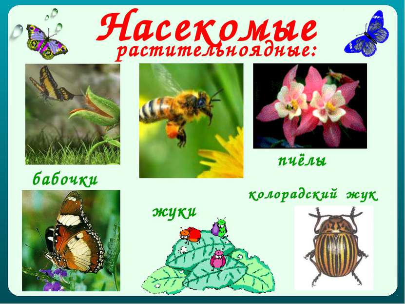 Насекомые растительноядные: бабочки пчёлы жуки колорадский жук