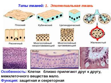 Типы тканей: 1. Эпителиальная ткань Особенность: Клетки близко прилегают друг...