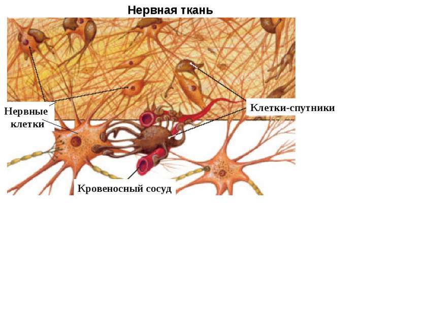 Нервная ткань Клетки-спутники Нервные клетки Кровеносный сосуд