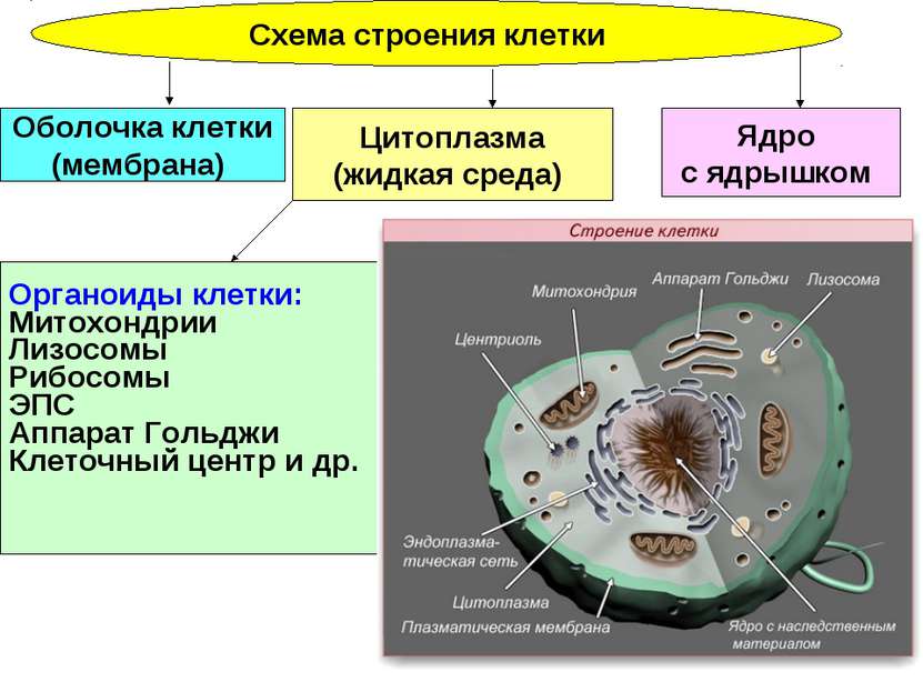 Схема строения клетки Ядро с ядрышком Цитоплазма (жидкая среда) Оболочка клет...