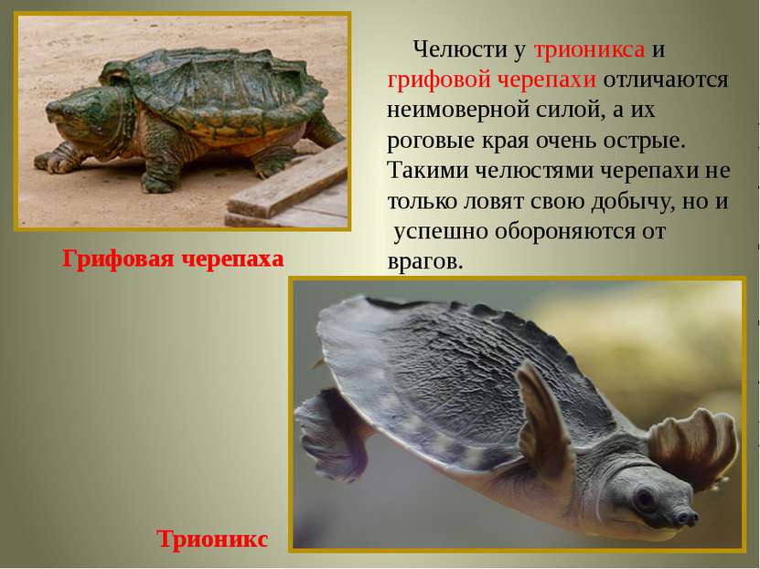 Грифовая черепаха Трионикс Челюсти у трионикса и грифовой черепахи отличаются...