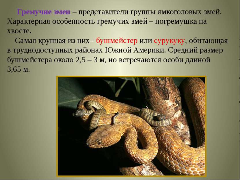 Гремучие змеи – представители группы ямкоголовых змей. Характерная особенност...