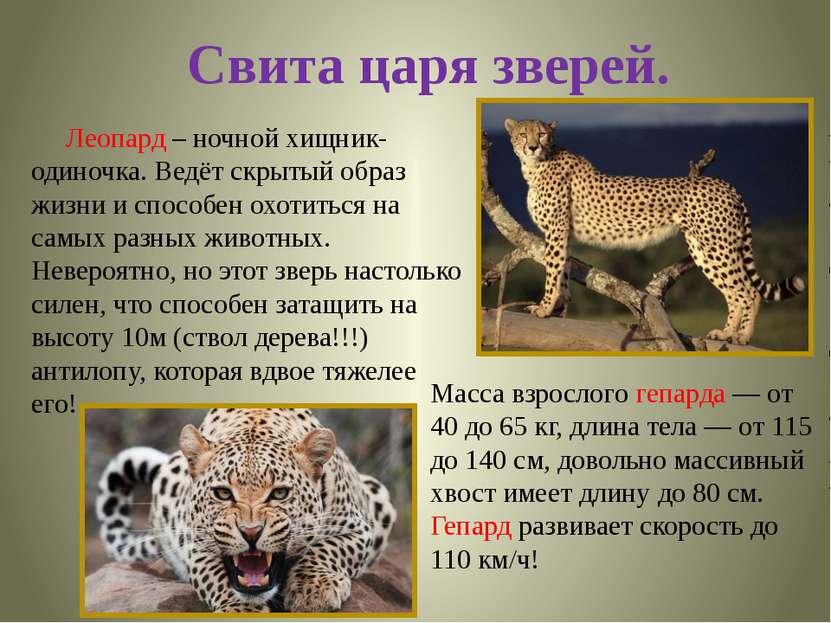 Свита царя зверей. Масса взрослого гепарда — от 40 до 65 кг, длина тела — от ...