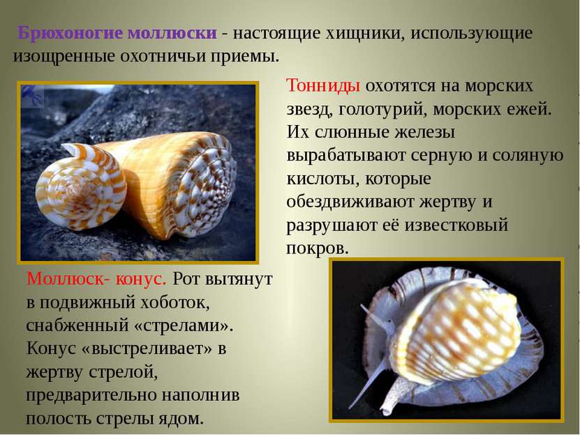Брюхоногие моллюски - настоящие хищники, использующие изощренные охотничьи пр...