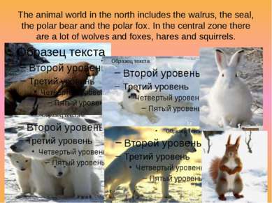 The animal world in the north includes the walrus, the seal, the polar bear a...