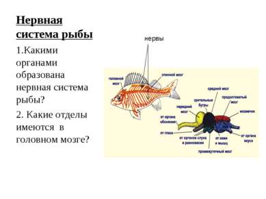 Нервная система рыбы 1.Какими органами образована нервная система рыбы? 2. Ка...