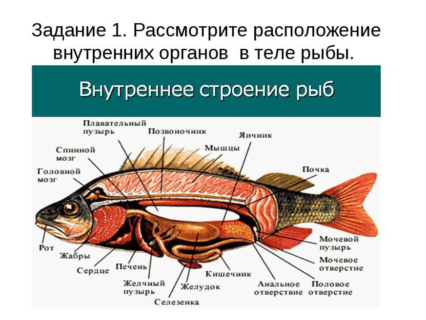 Задание 1. Рассмотрите расположение внутренних органов в теле рыбы.