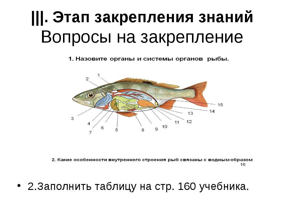 Особенности внутреннего строения щуки. Внутреннее строение рыбы. Внутреннее строение рыб таблица. Строение внутренних органов рыбы. Особенности внутреннего строения рыб.