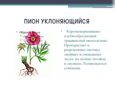 ПИОН УКЛОНЯЮЩИЙСЯ    Короткокорневищно-клубнеобразующий травянистый многолетн...