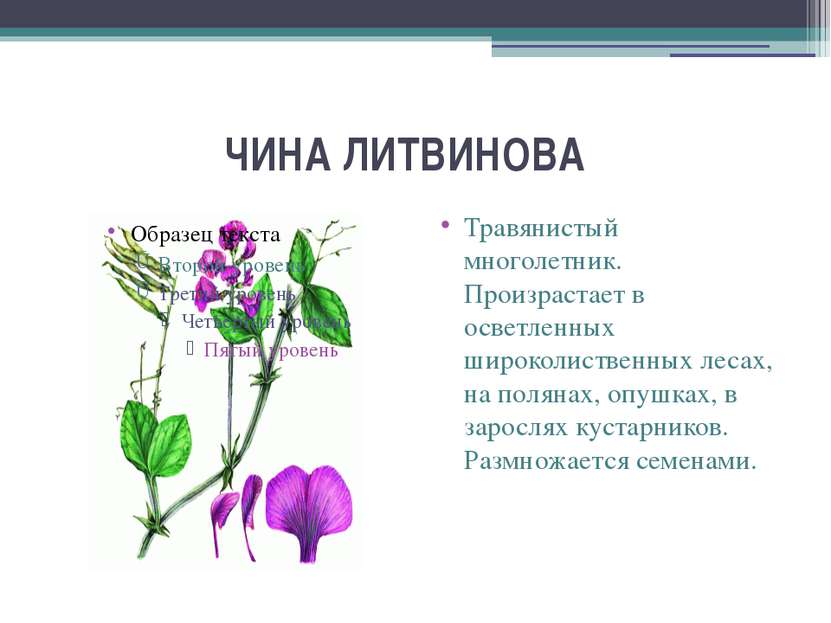 ЧИНА ЛИТВИНОВА   Травянистый многолетник. Произрастает в осветленных широколи...