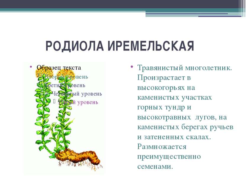 РОДИОЛА ИРЕМЕЛЬСКАЯ   Травянистый многолетник. Произрастает в высокогорьях на...