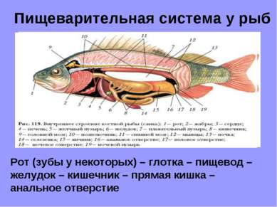 Пищеварительная система у рыб Рот (зубы у некоторых) – глотка – пищевод – жел...
