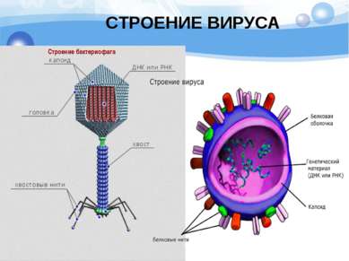СТРОЕНИЕ ВИРУСА Строение бактериофага