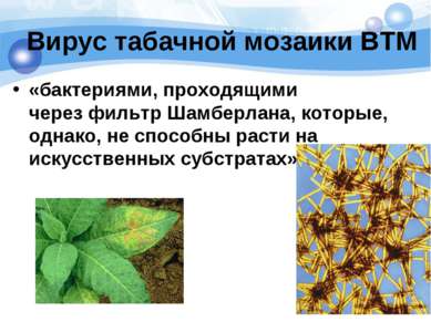 Вирус табачной мозаики ВТМ «бактериями, проходящими через фильтр Шамберлана, ...