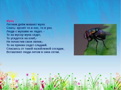 Муха Летним днём мешает муха Спать: куснёт то в нос, то в ухо. Люди с мухами ...