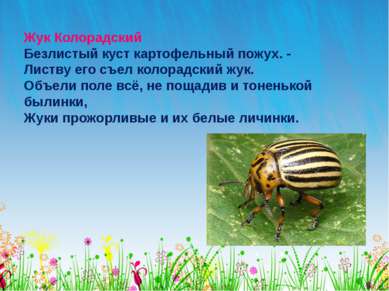 Жук Колорадский Безлистый куст картофельный пожух. - Листву его съел колорадс...