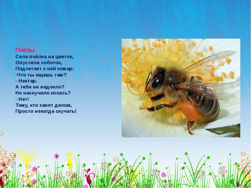 Пчёлы Села пчёлка на цветок, Опустила хоботок, Подлетает к ней комар: -Что ты...