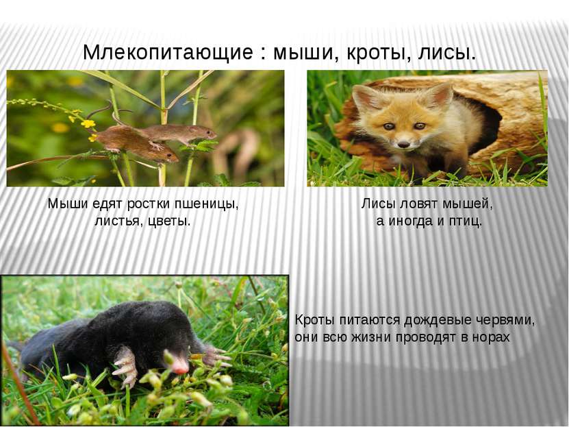 Млекопитающие : мыши, кроты, лисы. Кроты питаются дождевые червями, они всю ж...
