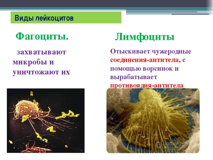 Виды лейкоцитов Фагоциты. захватывают микробы и уничтожают их Лимфоциты Отыск...