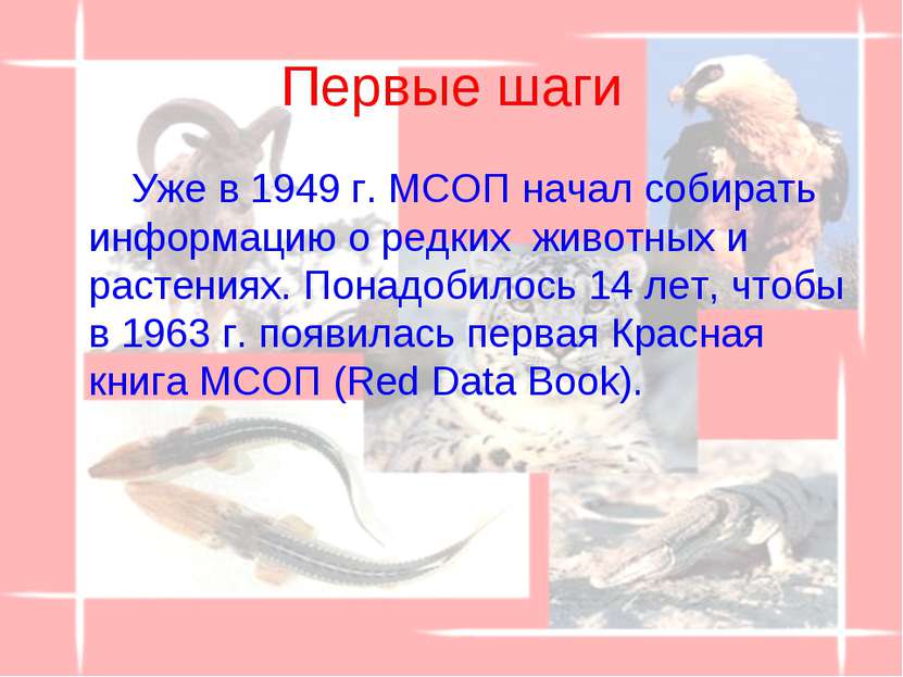 Первые шаги Уже в 1949 г. МСОП начал собирать информацию о редких  животных и...