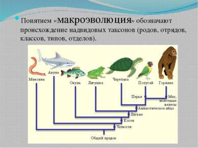 Понятием «макроэволюция» обозначают происхождение надвидовых таксонов (родов,...